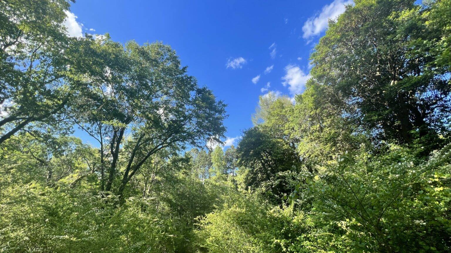 Trees and open sky on the 82-acre campus in Vass, North Carolina